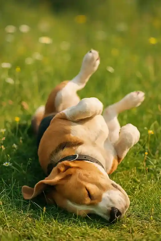 Beagle rolling happily on grass, enjoying natural outdoor scents.